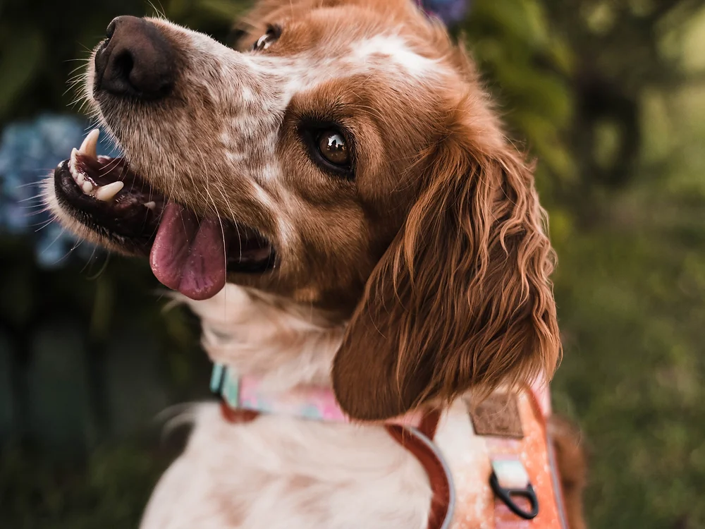 Milkyway Adventure Harness