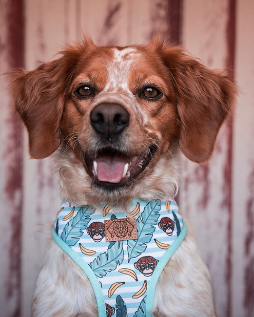 Peitoral Reversível Tropical Monkey