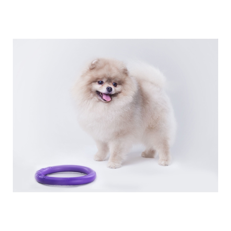 Cão Pomerânia creme com brinquedo roxo ao lado