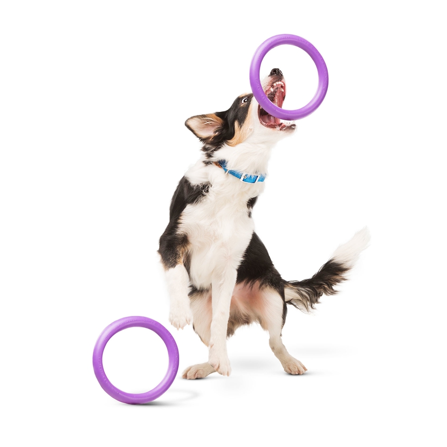 Cão a brincar com brinquedos anel roxo