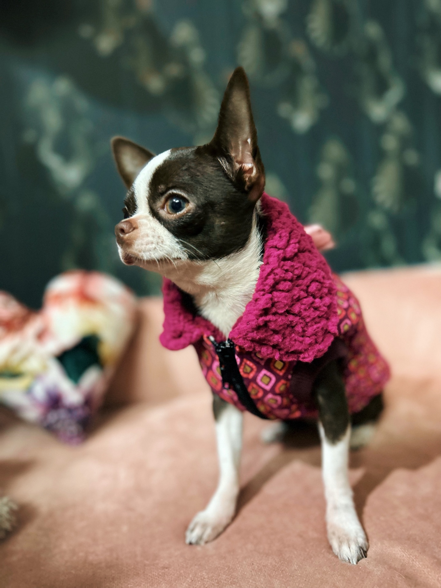 Casaco Golden Spark Rosa