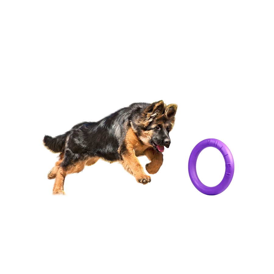 Pastor alemão a pular ao lado de brinquedo circular roxo
