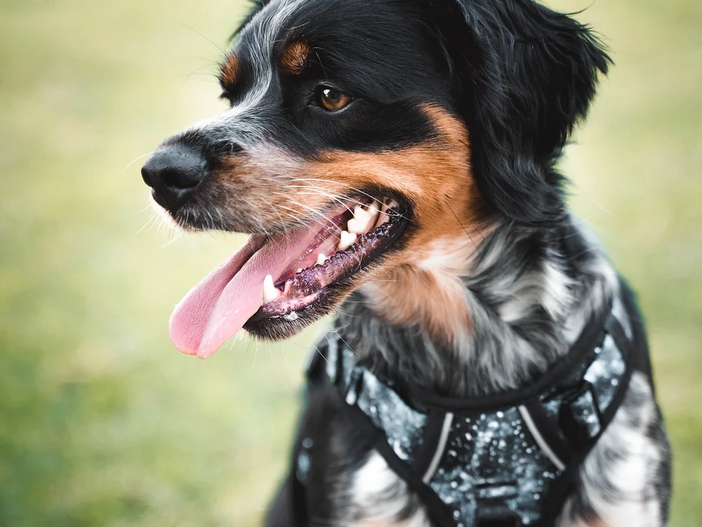 Cão com arnês preto e cinza ao ar livre em fundo verde desfocado