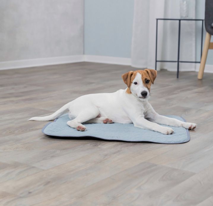 Cão da raça Jack Russell Terrier deitado sobre tapete azul claro num chão de madeira clara