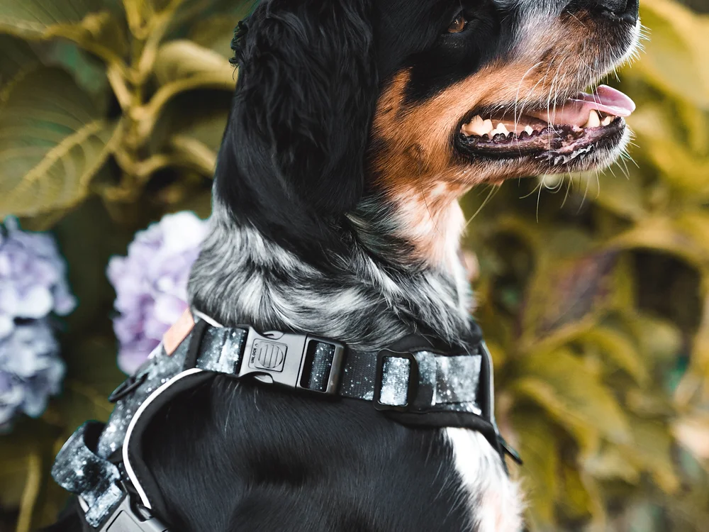 Cão com peitoral preto com padrão cinza claro ao ar livre, rodeado por plantas