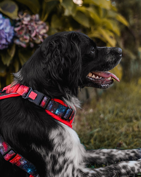 Cão com peitoral e coleira vermelhas com padrão de galaxia
