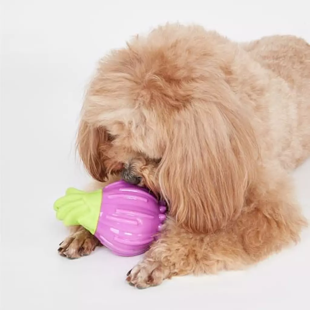 Cão castanho claro a brincar com brinquedo em forma de alho-roxo num fundo branco