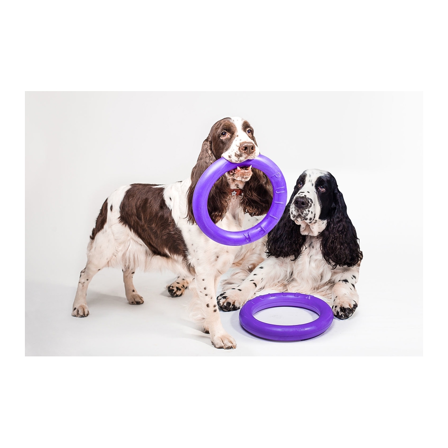 Dois cães Springer Spaniel com brinquedos de anel roxos em fundo branco