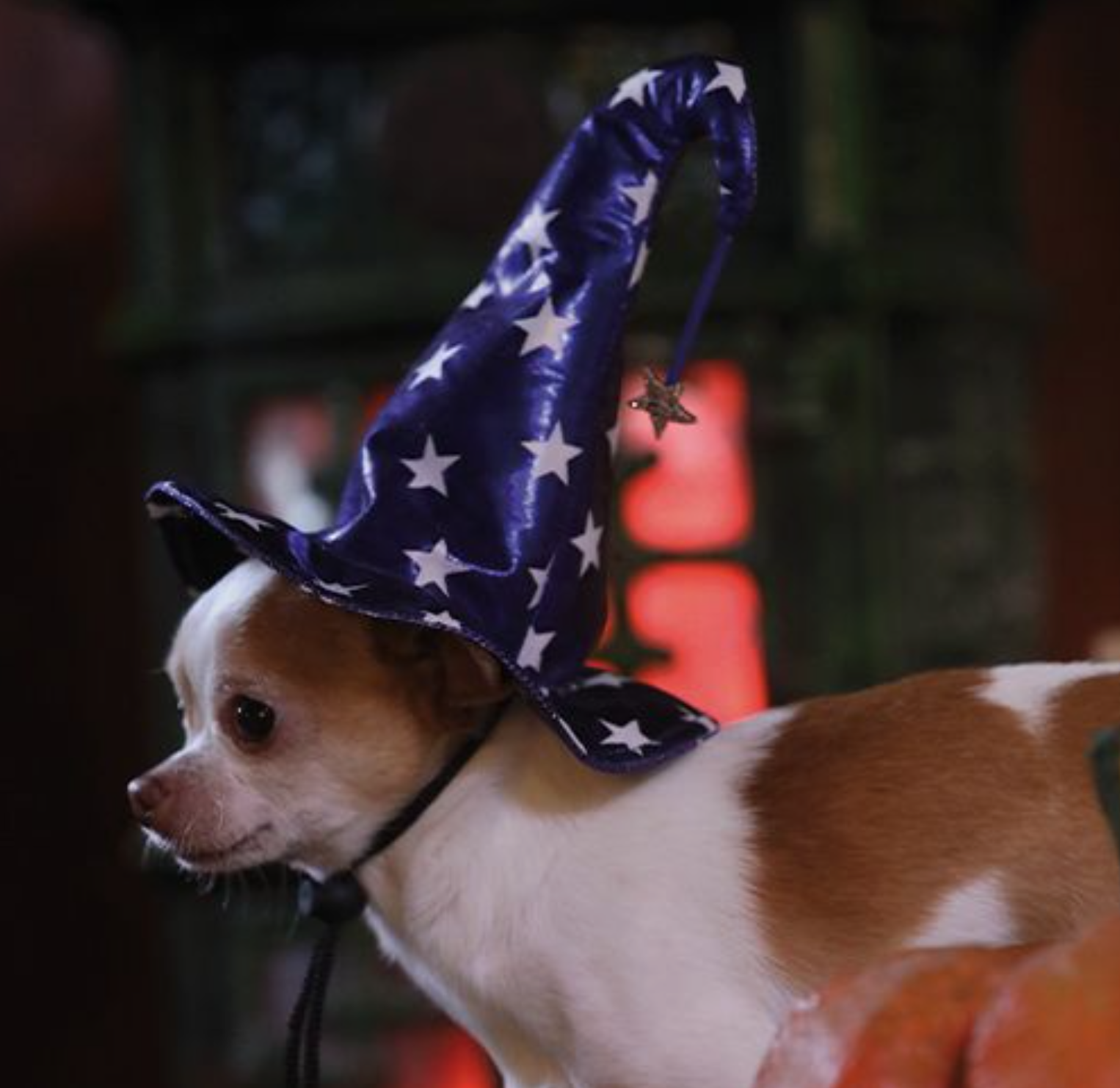 Cão pequeno com chapéu de feiticeiro azul estrelado