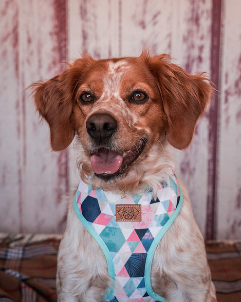 Peitoral Reversível Tropical Monkey