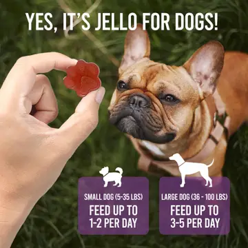 Gelatina vermelha em forma de flor sendo segurada junto a um cão buldogue francês castanho com coleira castanha, sobre relva verde com texto informativo