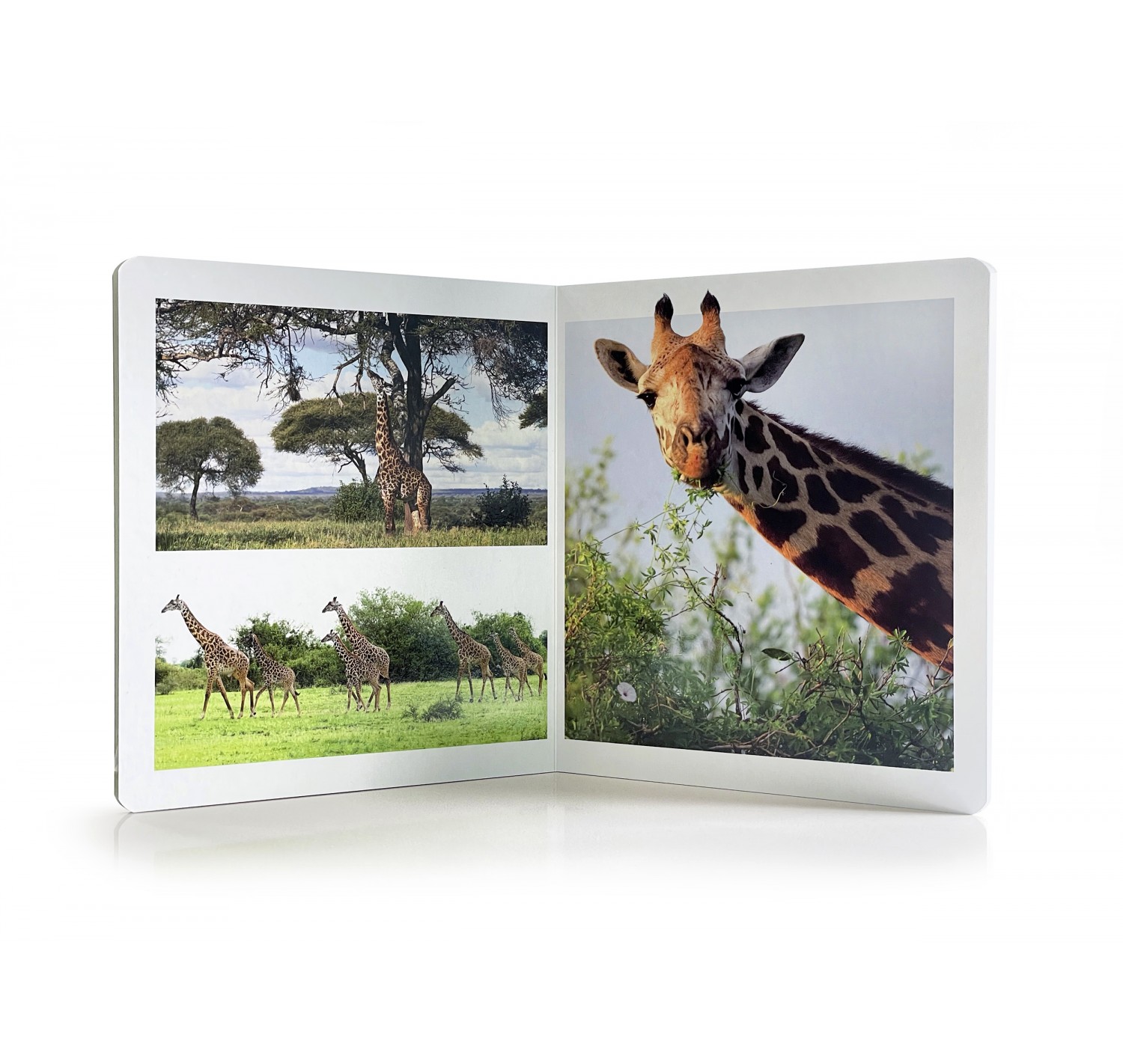 Livro Grande Nowordbooks | Animais da Savana