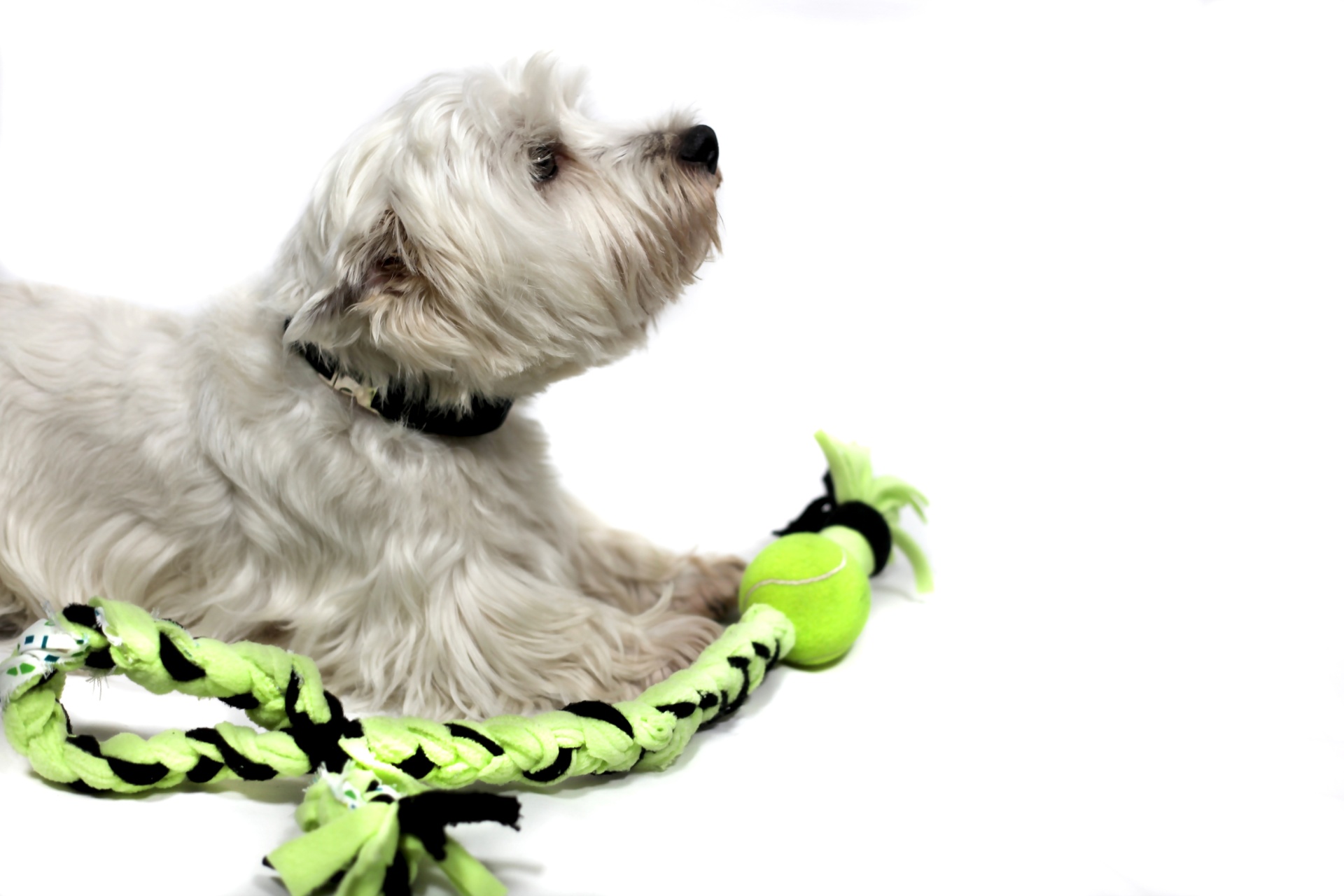 Brinquedo corda com bola Brinquedo corda com bola