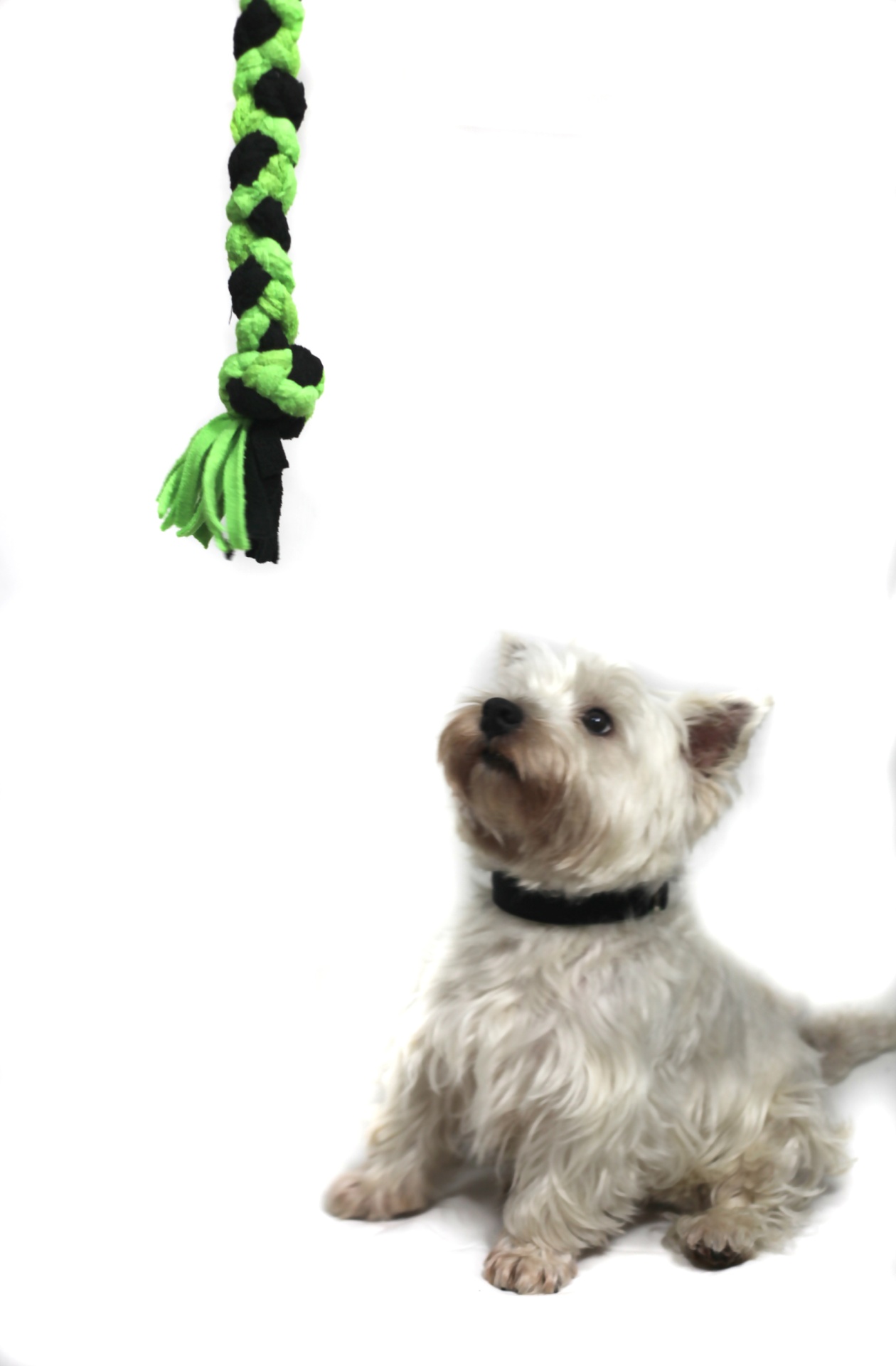 Brinquedo corda Cão branco com colar preto olhando para corda de brincar verde e preta suspensa