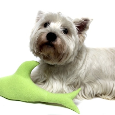 Cão branco com brinquedo verde em forma de peixe