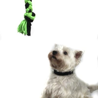 Cão branco com colar preto olhando para corda de brincar verde e preta suspensa