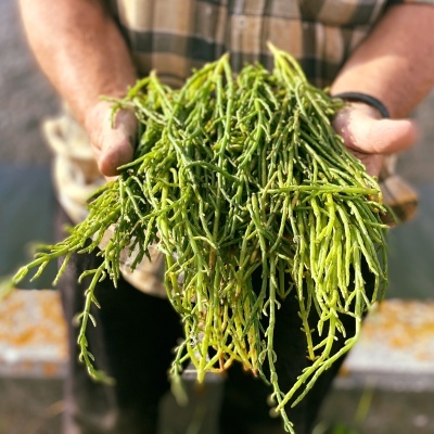 Pessoa segura molho de erva-do-mar verde