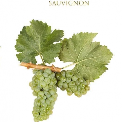 Sauvignon Blanc