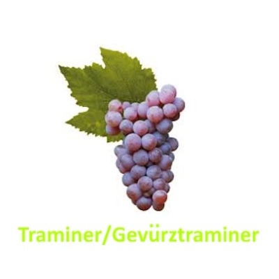 Traminer
