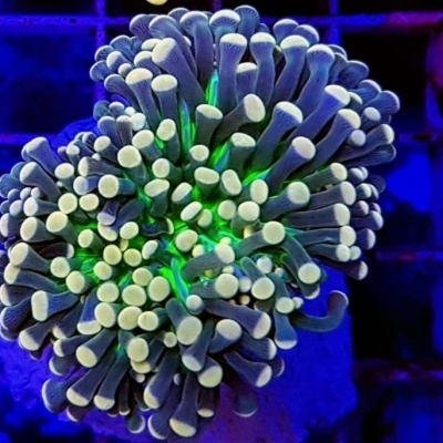 Euphyllia Cristata (Joker)