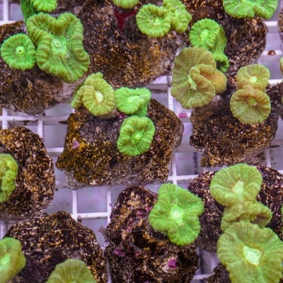 Caulastrea Curvata (Green)