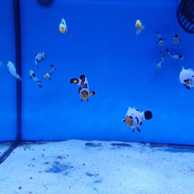 Aquário com peixes-palhaço brancos, laranja e pretos em fundo azul e areia branca