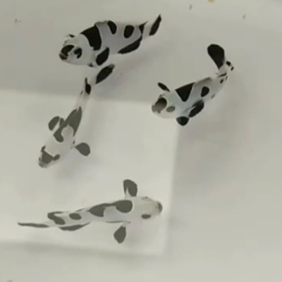 Ocellaris Black Storm