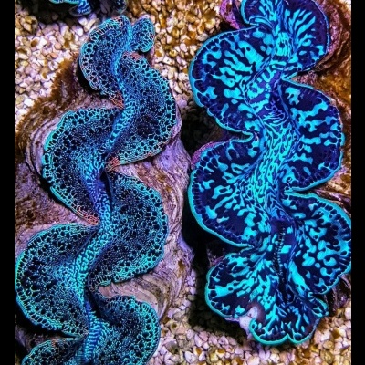 Tridacna Maxima Ultra