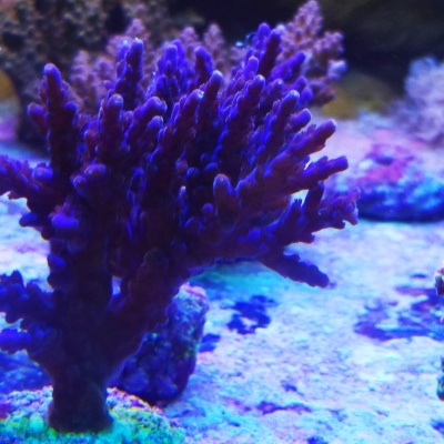 Acropora Nana