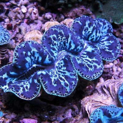 Tridacna Maxima Ultra