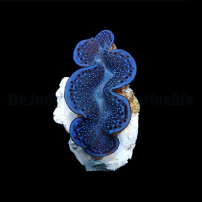 Tridacna maxima (Blue)