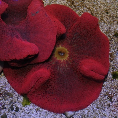 Stichodactyla Haddoni - RED