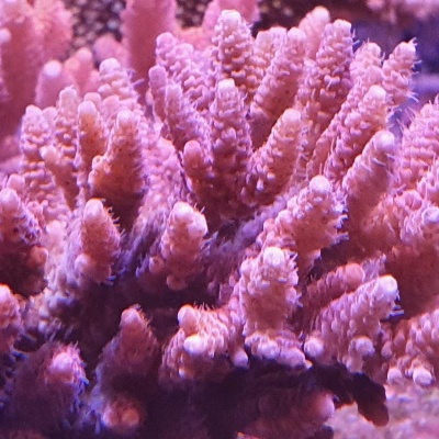 Acroporas Coral Sea