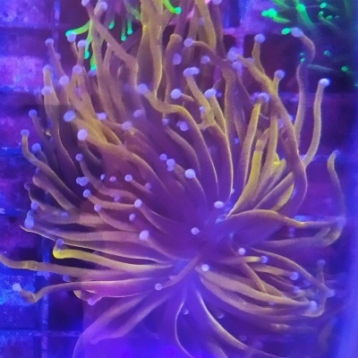 Euphyllia Glabrescens ULTRA 24K TORCH