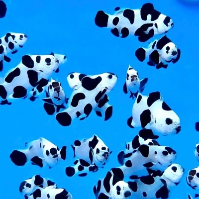 Ocellaris Black Storm