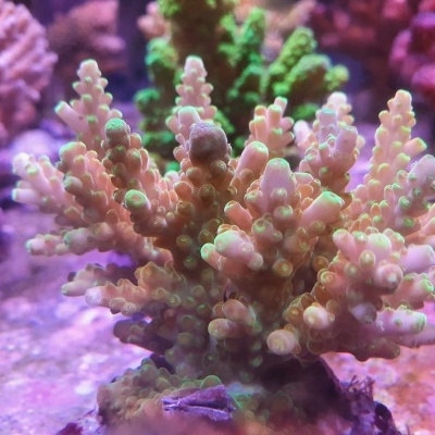 Acroporas Coral Sea