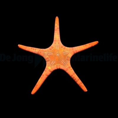 Mosaic Starfish