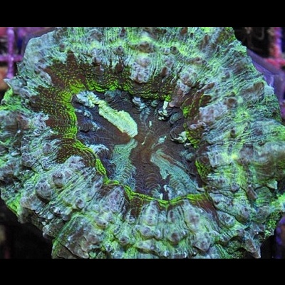 Acanthophyllia - Green