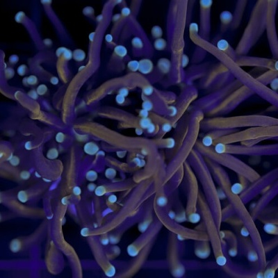 Euphyllia glabrescens (Hellfire)