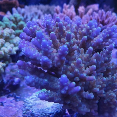 Acroporas Coral Sea
