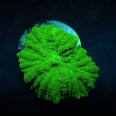 Rhodactis Inchoata Green