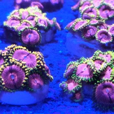 Zoanthus sp. Pink Diamond