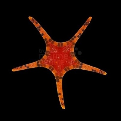 Mosaic Starfish