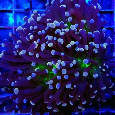 Euphyllia Cristata (Joker)