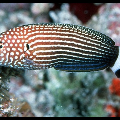 Anampses Lineatus