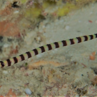 Dunckerocampus Dactyliophorus