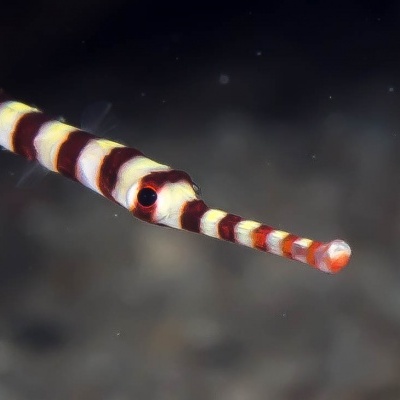 Dunckerocampus Dactyliophorus