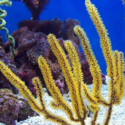 Golden Polyp Gorgonia