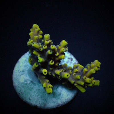 Acropora Cytherea