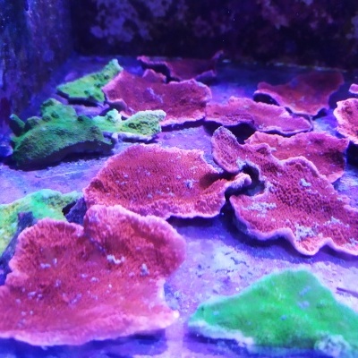 Montipora spp. Green / Red